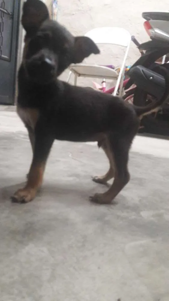Cachorro ra a  idade 2 a 6 meses nome Pequeninos