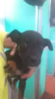 Pequeninos