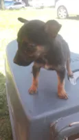 Pequeninos
