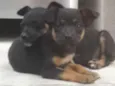 Pequeninos