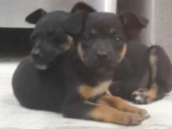 Cachorro ra a  idade 2 a 6 meses nome Pequeninos