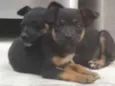 Pequeninos