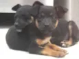 Pequeninos