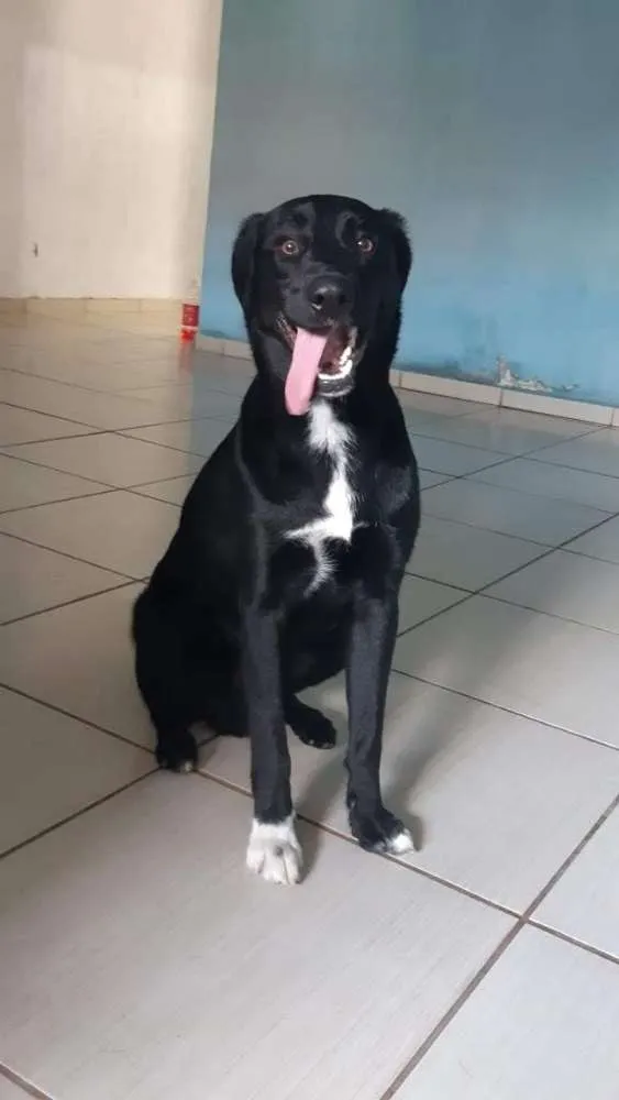 Cachorro ra a Vira lata idade 1 ano nome Stark 