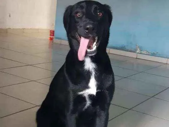 Cachorro ra a Vira lata idade 1 ano nome Stark 