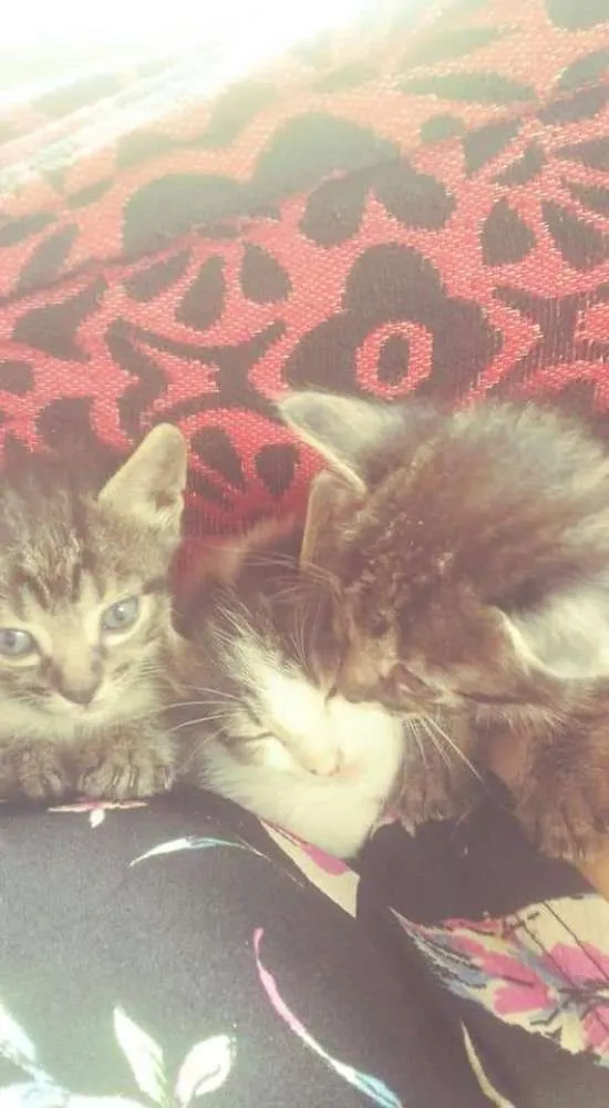 Gato raça  idade 2 a 6 meses nome Não possuem nomes ai