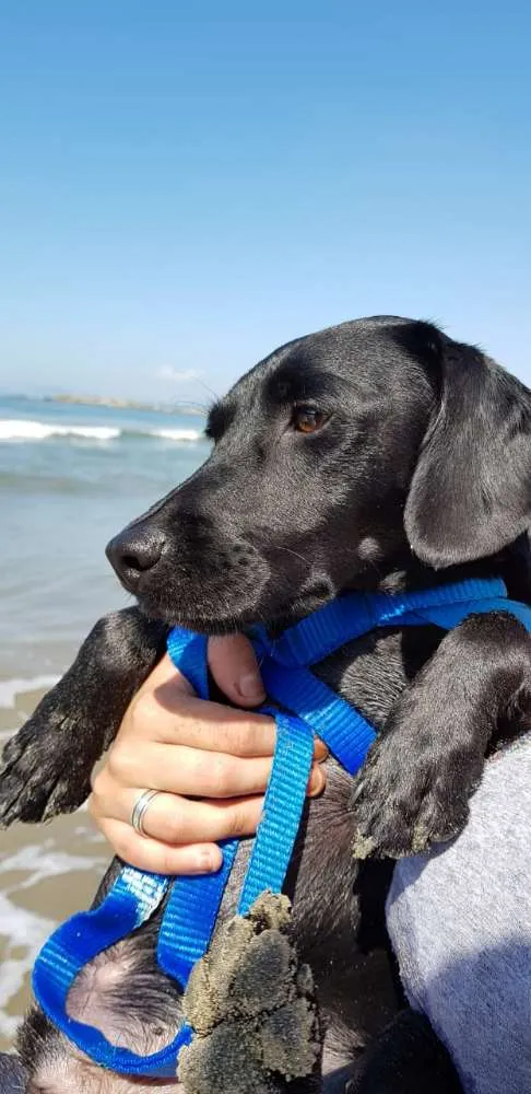 Cachorro ra a Indefinida  idade 3 anos nome Aiko