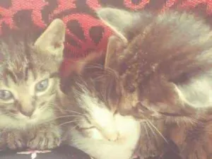Gato raça  idade 2 a 6 meses nome Não possuem nomes ai