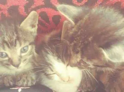 Gato raça  idade 2 a 6 meses nome Não possuem nomes ai
