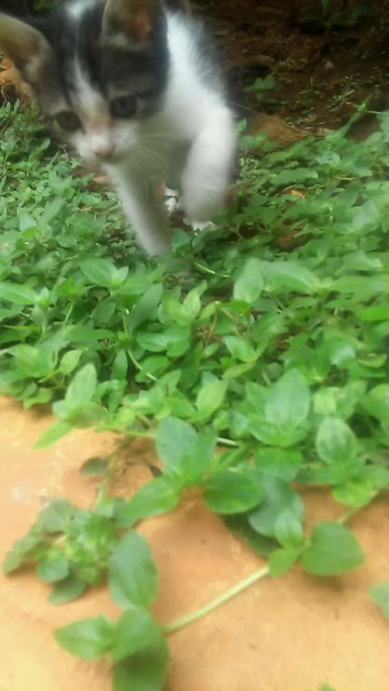 Gato raça  idade 2 a 6 meses nome Não possuem nomes ai