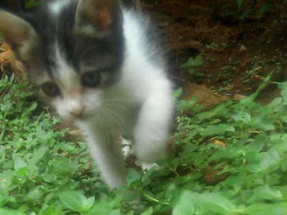 Gato raça  idade 2 a 6 meses nome Não possuem nomes ai