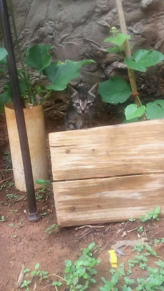 Gato raça  idade 2 a 6 meses nome Não possuem nomes ai