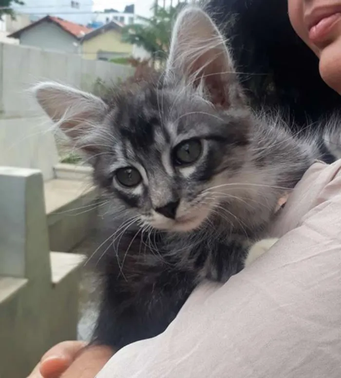 Gato ra a SRD idade 2 a 6 meses nome Olavinho
