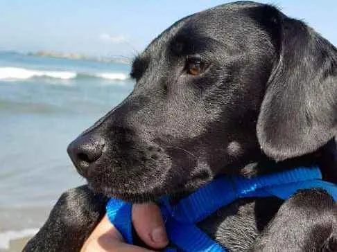 Cachorro ra a Indefinida  idade 3 anos nome Aiko