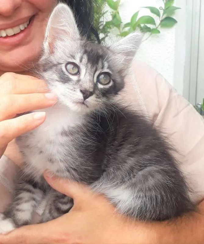Gato ra a SRD idade 2 a 6 meses nome Olavinho