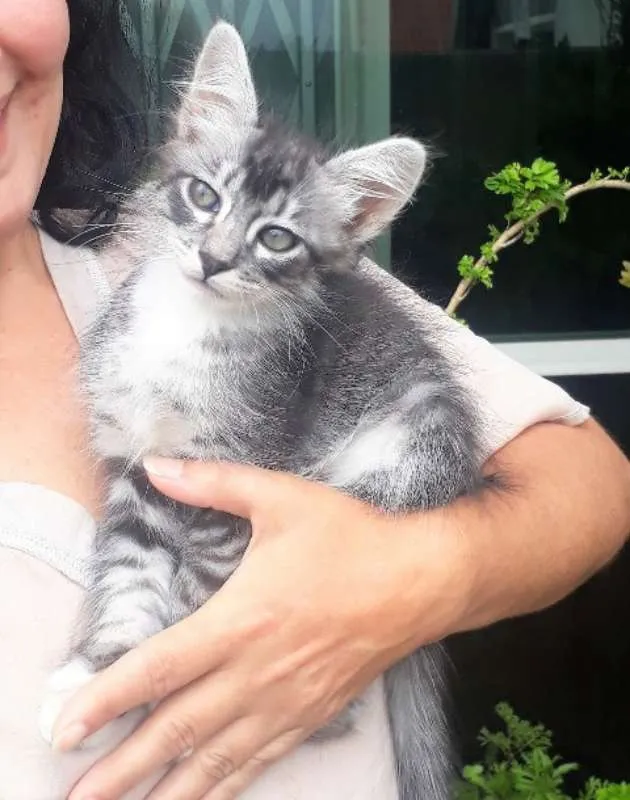 Gato ra a SRD idade 2 a 6 meses nome Olavinho