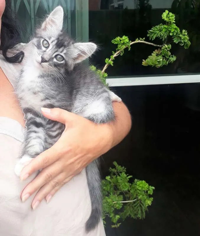 Gato ra a SRD idade 2 a 6 meses nome Olavinho