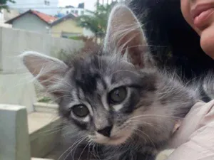 Gato raça SRD idade 2 a 6 meses nome Olavinho