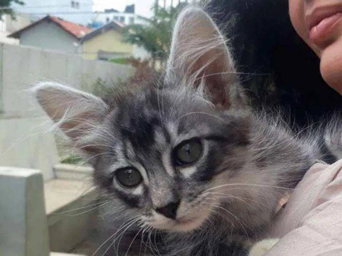 Gato ra a SRD idade 2 a 6 meses nome Olavinho