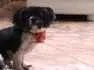 Cachorro raça Shitus idade 4 anos nome Nanda