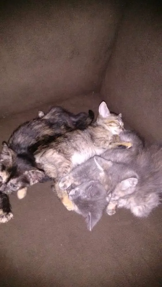 Gato ra a  idade Abaixo de 2 meses nome Gatinhas
