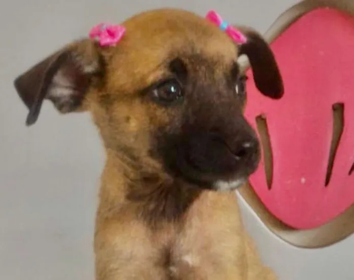 Cachorro ra a SRD idade 2 a 6 meses nome LAURINHA