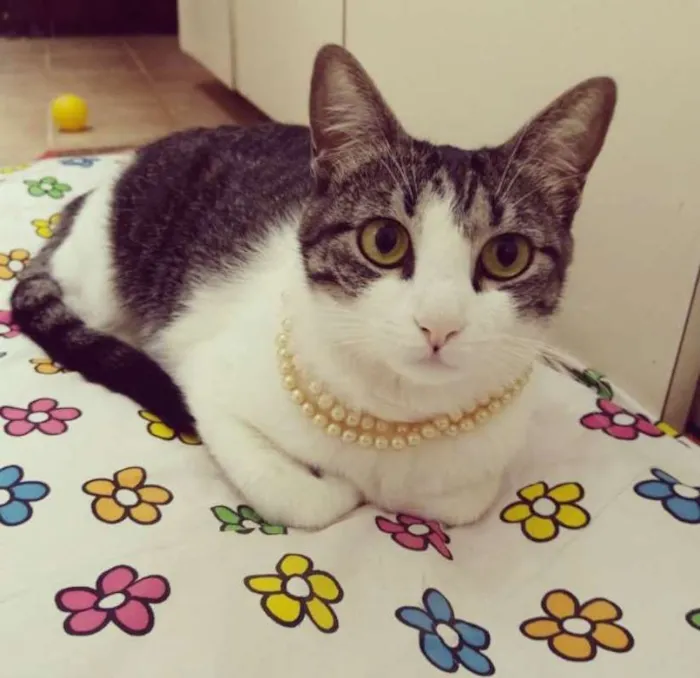 Gato ra a srd idade 1 ano nome Manteiga