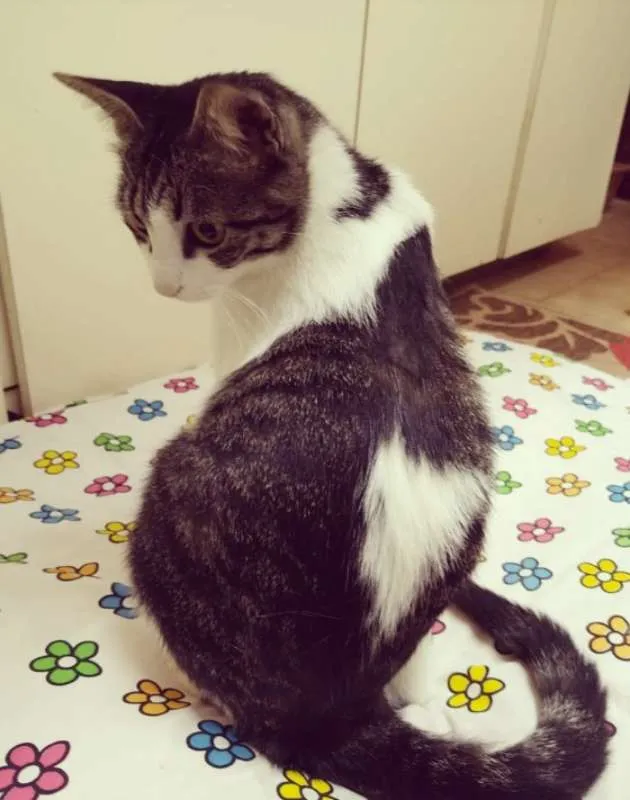 Gato ra a srd idade 1 ano nome Manteiga