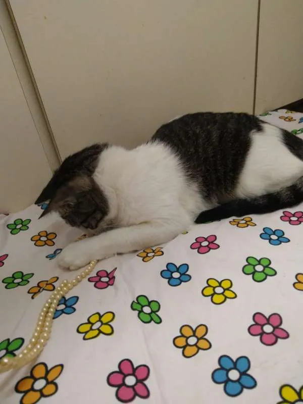 Gato ra a srd idade 1 ano nome Manteiga