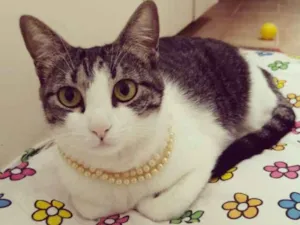 Gato raça srd idade 1 ano nome Manteiga