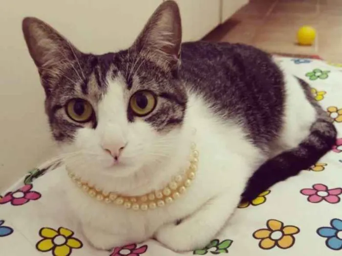 Gato ra a srd idade 1 ano nome Manteiga