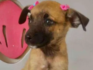 Cachorro raça SRD idade 2 a 6 meses nome LAURINHA