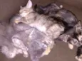 Gatinhas