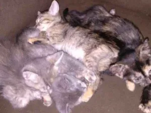 Gato raça  idade Abaixo de 2 meses nome Gatinhas