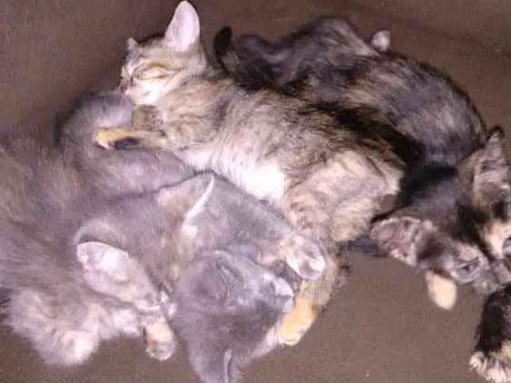 Gato ra a  idade Abaixo de 2 meses nome Gatinhas