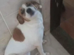Cachorro raça SRD idade 2 anos nome Lulu