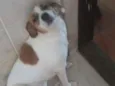 Lulu