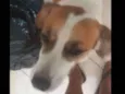 Lulu