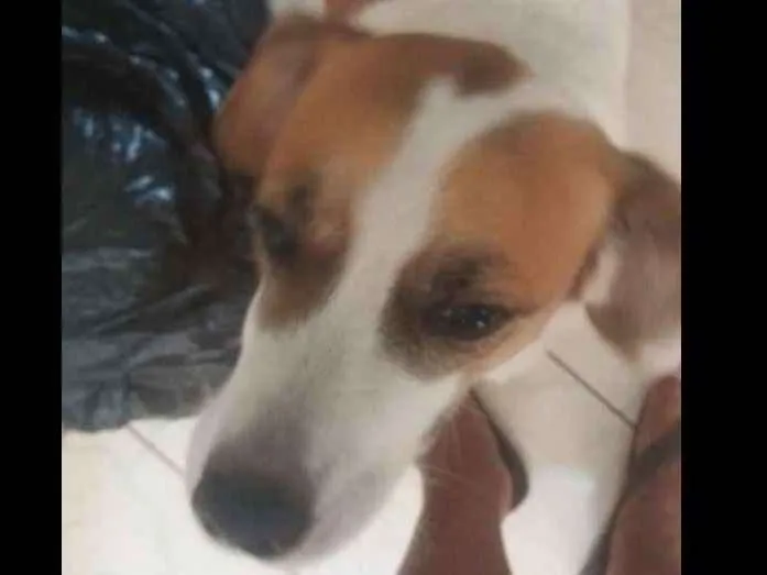 Cachorro ra a SRD idade 2 anos nome Lulu
