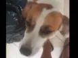 Lulu