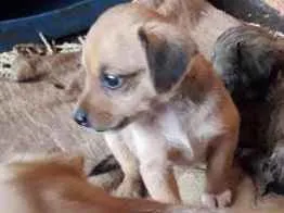 Cachorro raça vira lata idade Abaixo de 2 meses nome Vc escolhe nome