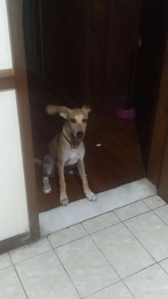 Cachorro raça SRD idade 2 a 6 meses nome Malu
