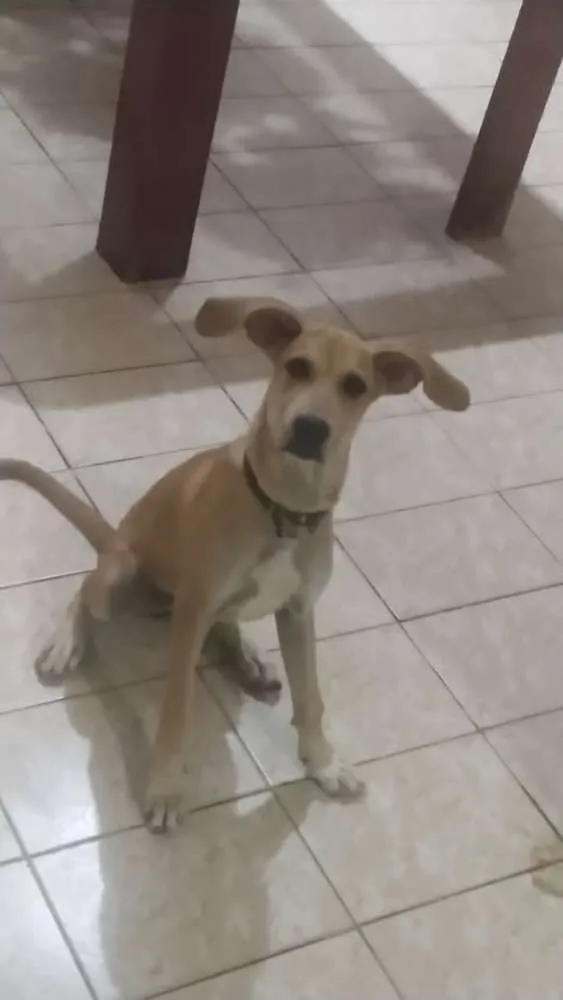 Cachorro raça SRD idade 2 a 6 meses nome Malu