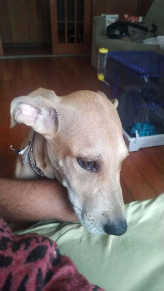 Cachorro raça SRD idade 2 a 6 meses nome Malu