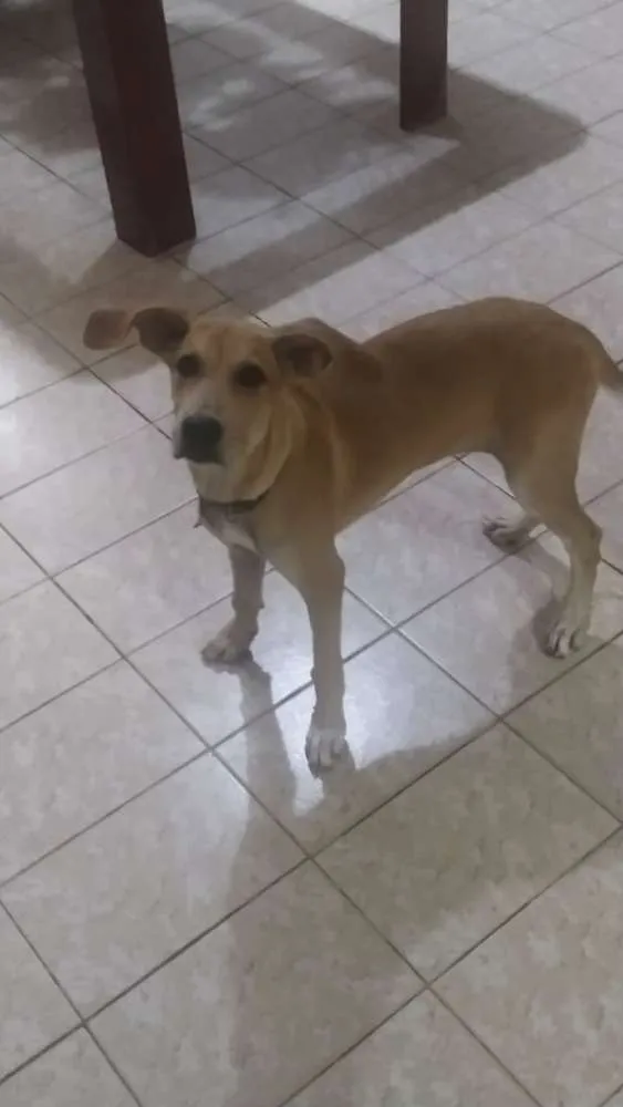 Cachorro raça SRD idade 2 a 6 meses nome Malu