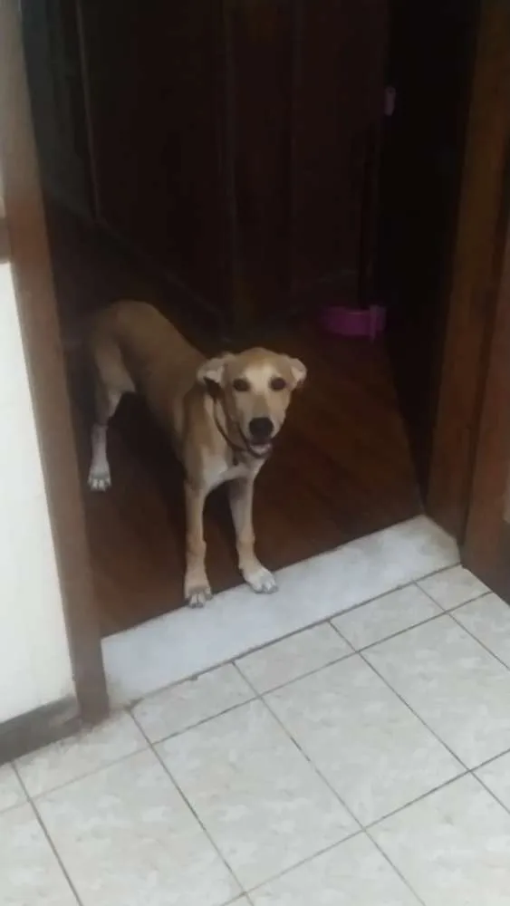 Cachorro raça SRD idade 2 a 6 meses nome Malu