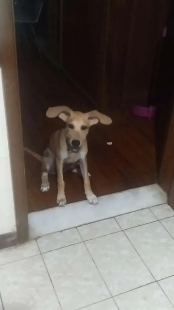 Cachorro raça SRD idade 2 a 6 meses nome Malu