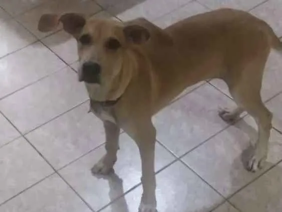 Cachorro raça SRD idade 2 a 6 meses nome Malu