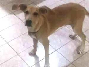 Cachorro raça SRD idade 2 a 6 meses nome Malu