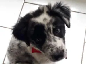 Cachorro raça Boder Collie idade  nome Zeus